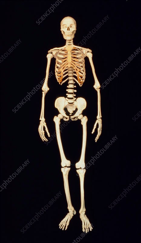 Full frontal view of complete human skeleton. This is a real skeleton, not a model.